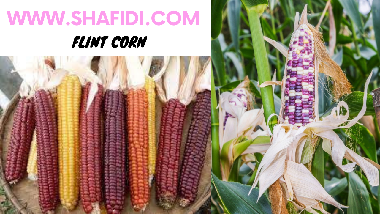 SBJEI YELLOW CORN OR MAIZE